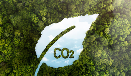 Wald von oben mit Aussparung in Form eines Blattes