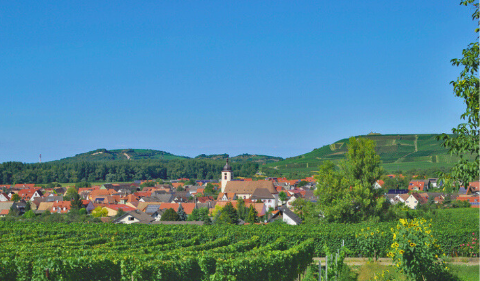 Reben in Sasbach am Kaiserstuhl